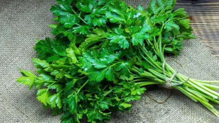Parsley Benefits in Herpes Treatment