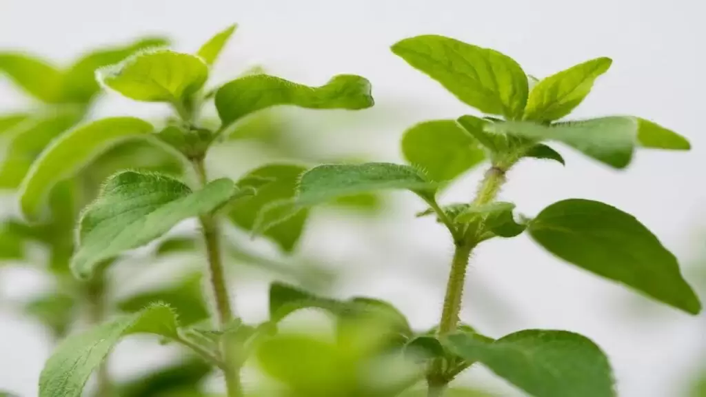 Oregano, Benefits in Herpes Treatments
