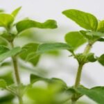 Oregano, Benefits in Herpes Treatments