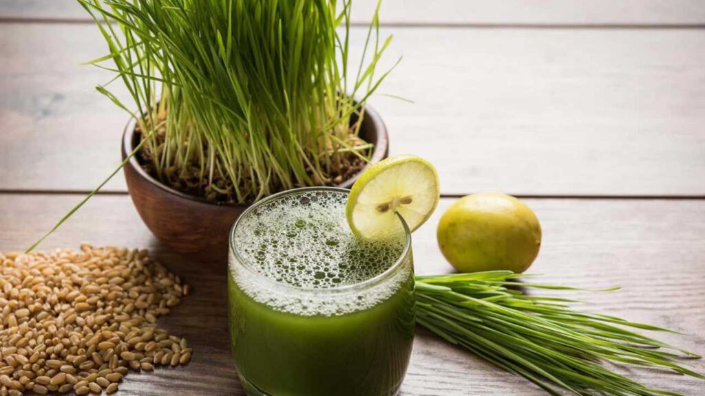 Wheatgrass Benefits in Herpes Treatment