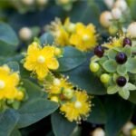 Benefits St. John's Wort Benefits in erectile dysfunction, decreased libido, and premature ejaculation