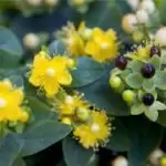 Benefits St. John's Wort Benefits in erectile dysfunction, decreased libido, and premature ejaculation