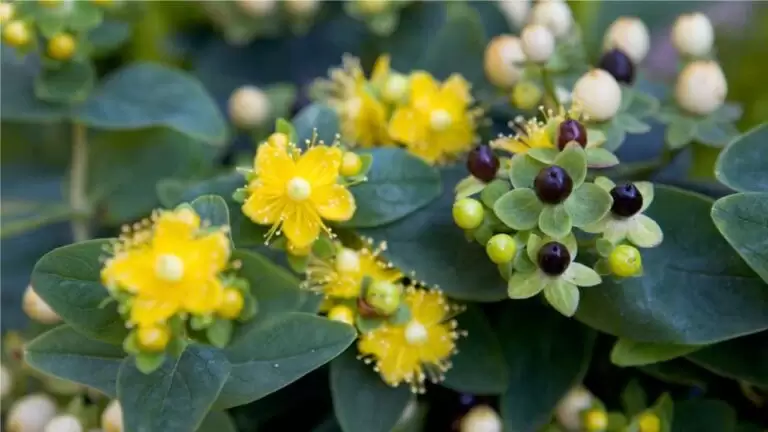 Benefits St. John's Wort Benefits in erectile dysfunction, decreased libido, and premature ejaculation